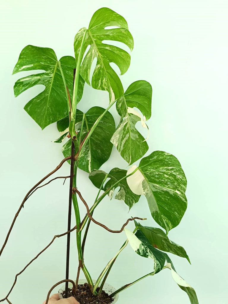 Monstera albo variegata