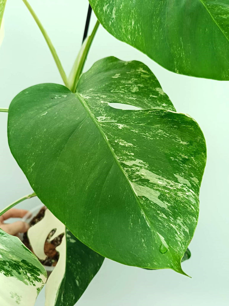 Monstera albo variegata