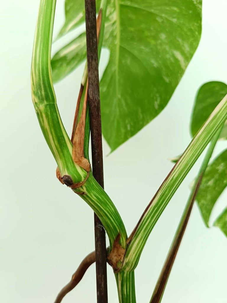 Monstera albo variegata