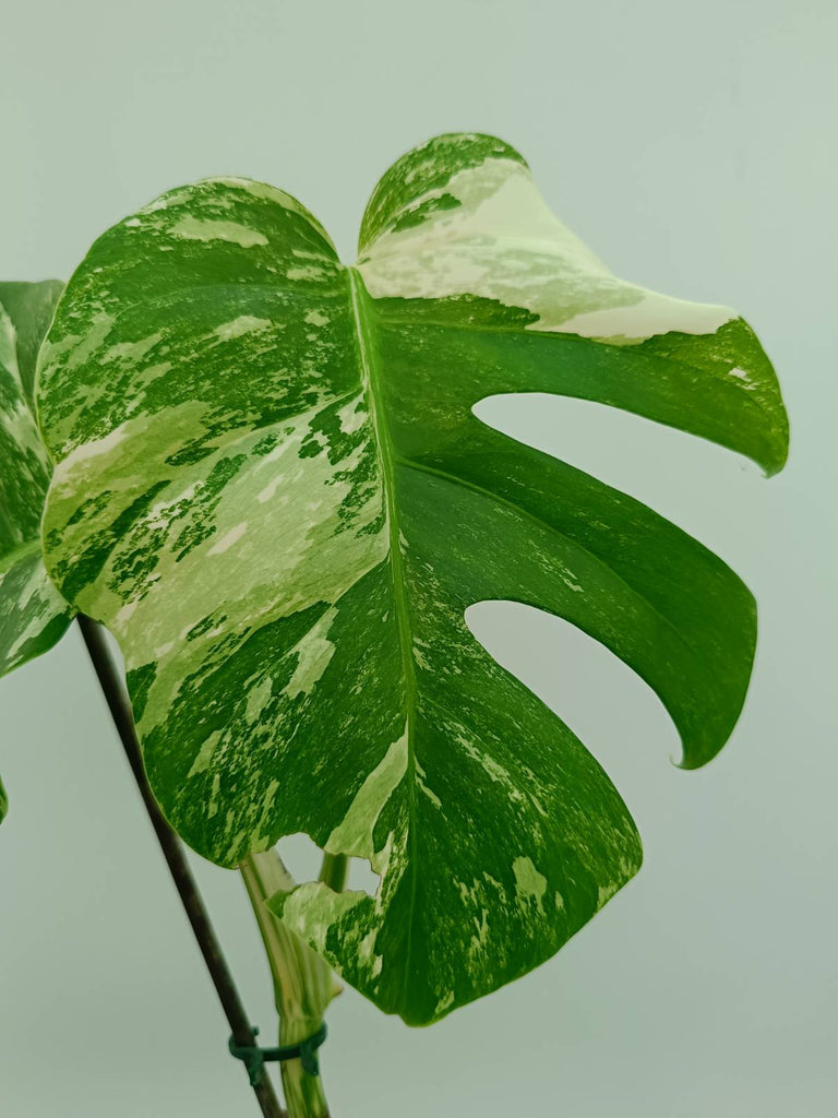 Monstera albo variegata