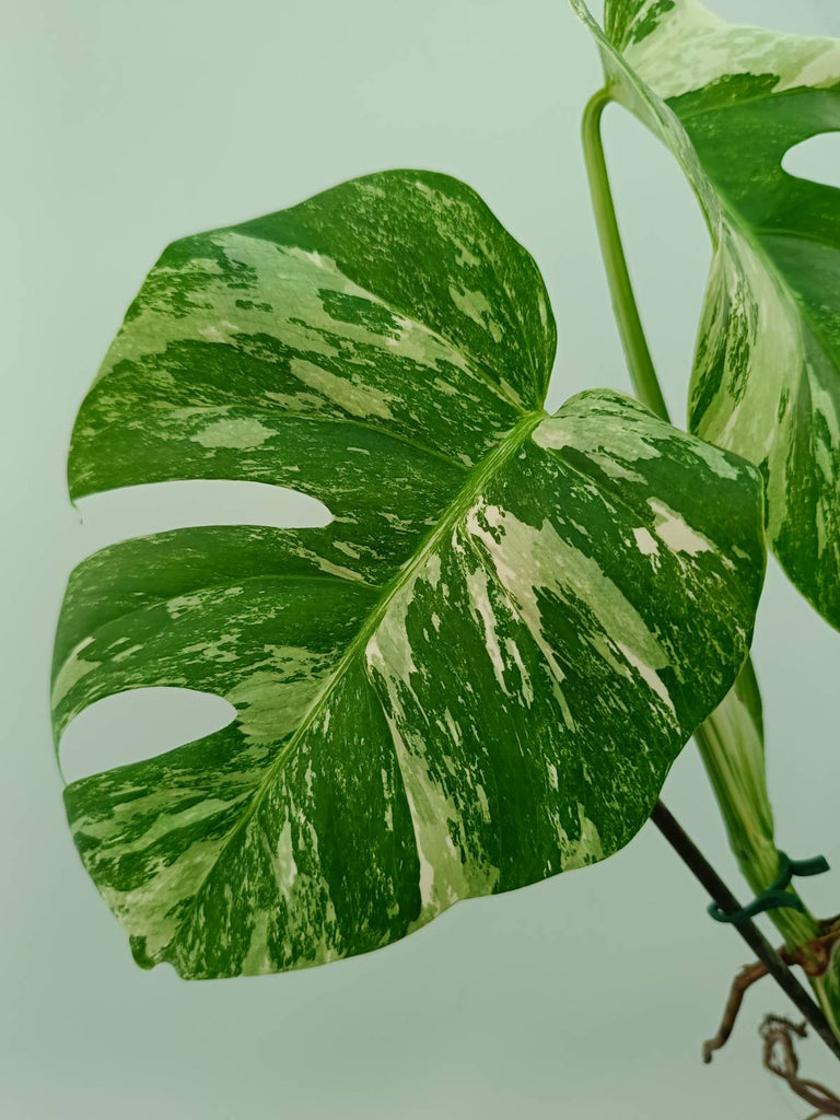 Monstera albo variegata