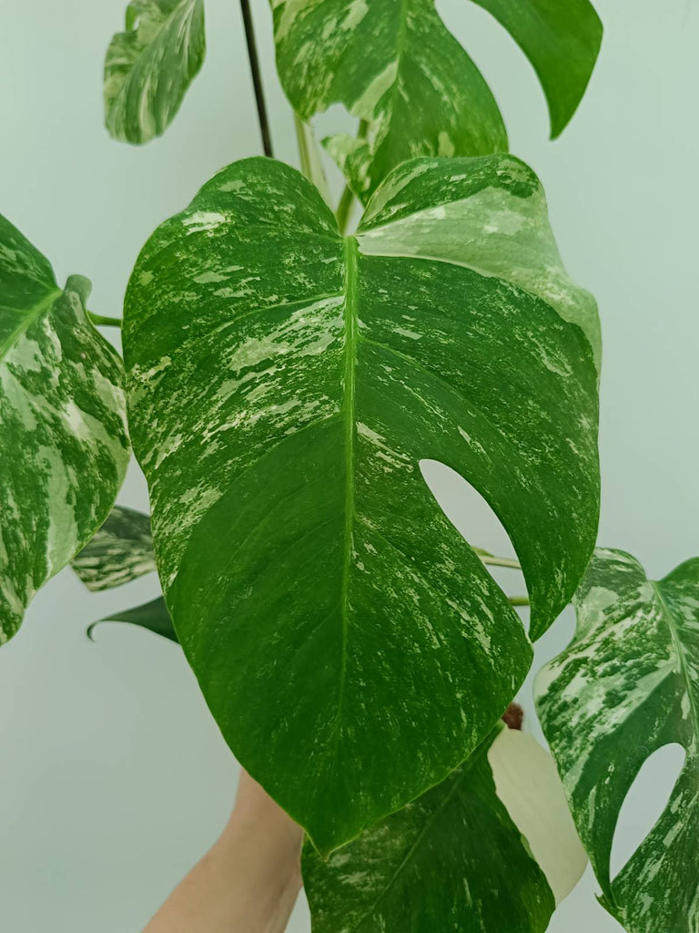 Monstera albo variegata