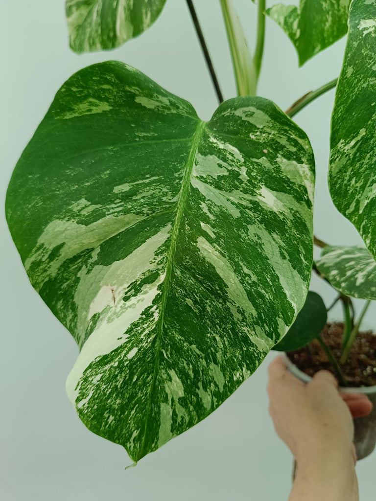 Monstera albo variegata