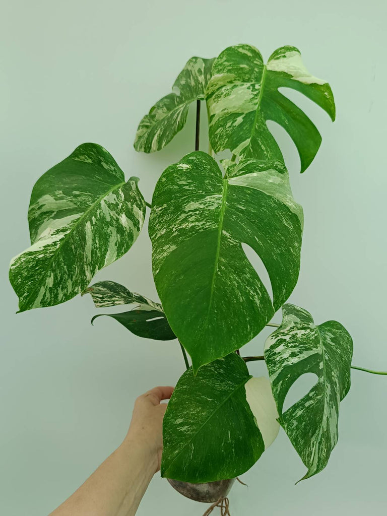 Monstera albo variegata