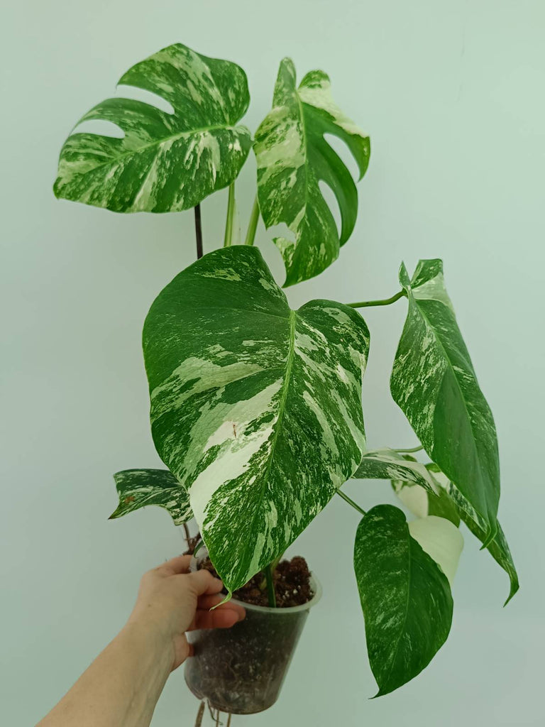 Monstera albo variegata