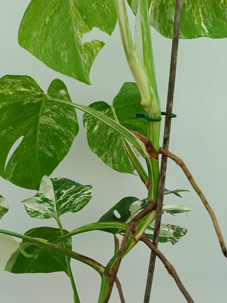 Monstera albo variegata