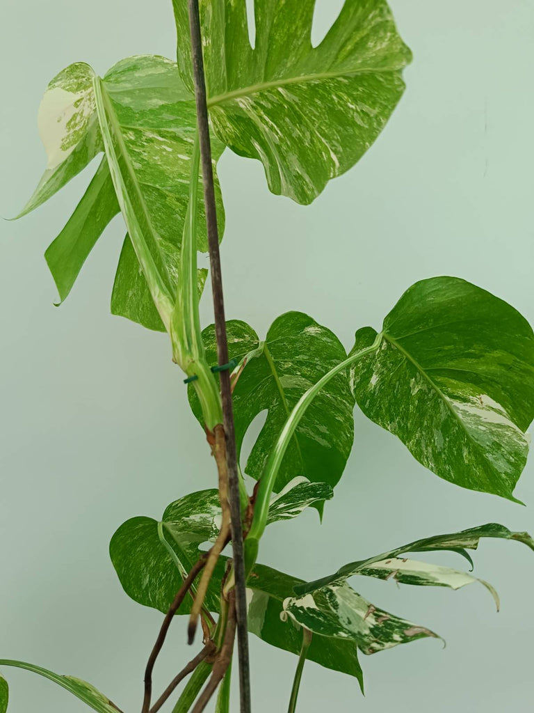 Monstera albo variegata