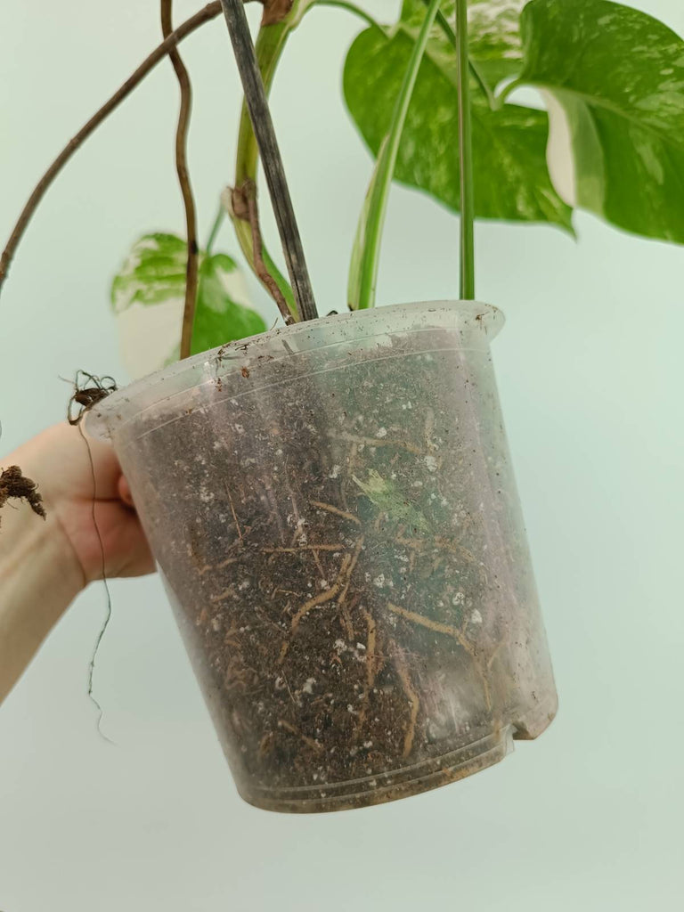 Monstera albo variegata