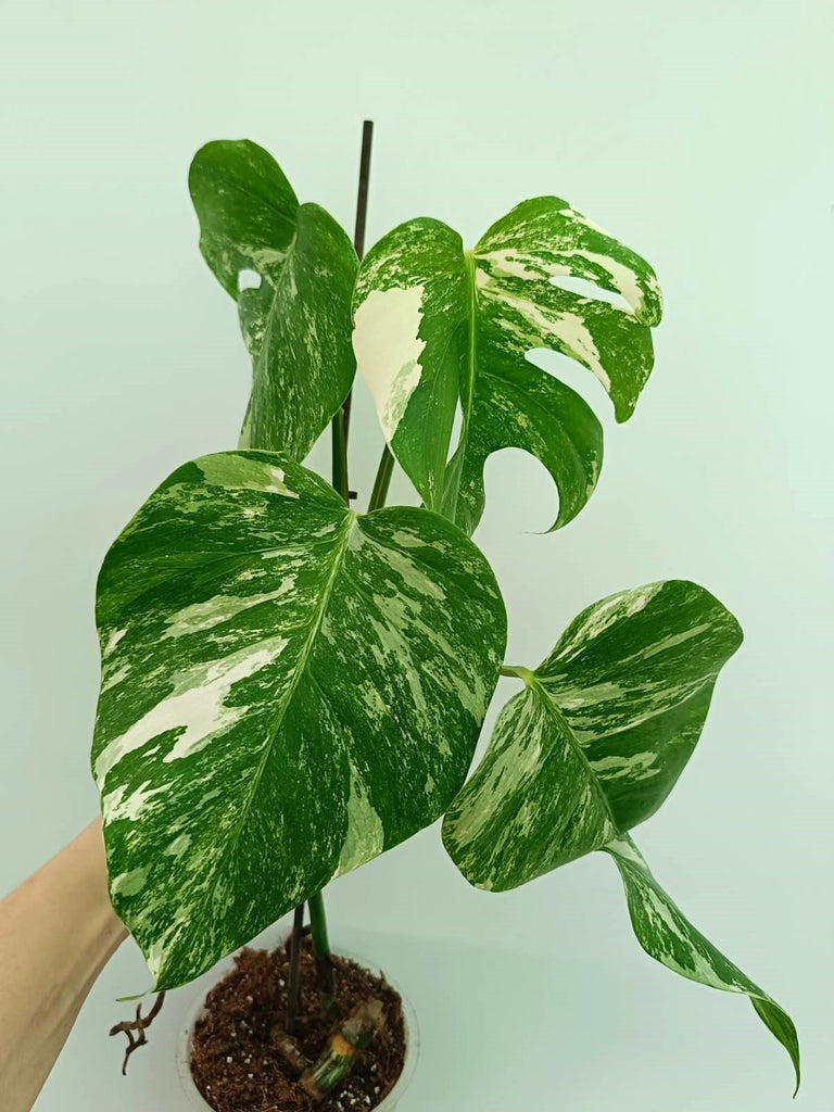 Monstera albo variegata