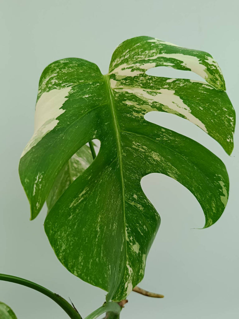 Monstera albo variegata