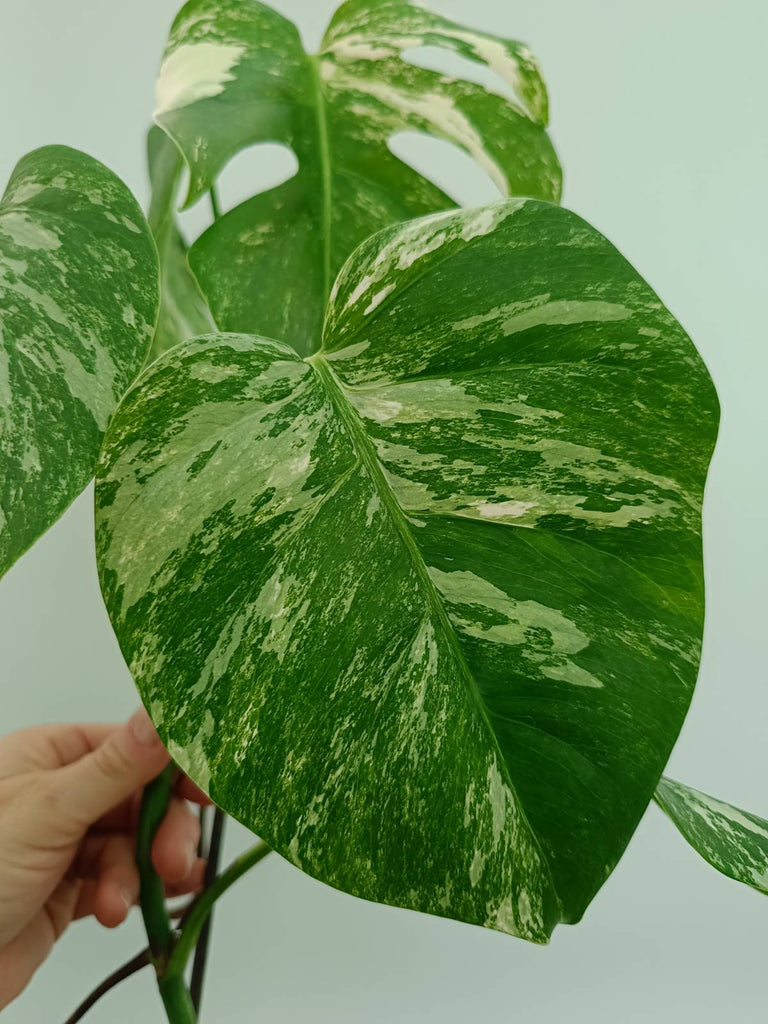 Monstera albo variegata