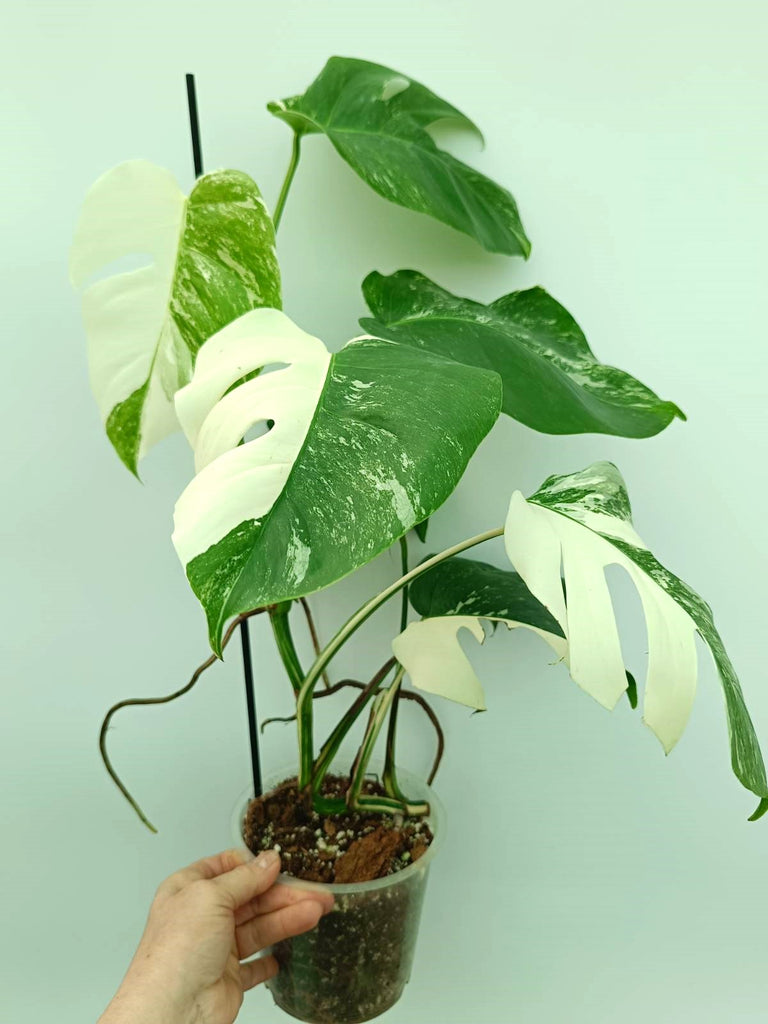 Monstera albo variegata