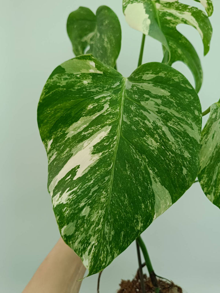 Monstera albo variegata