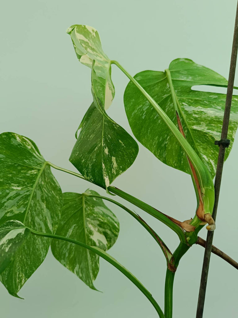 Monstera albo variegata