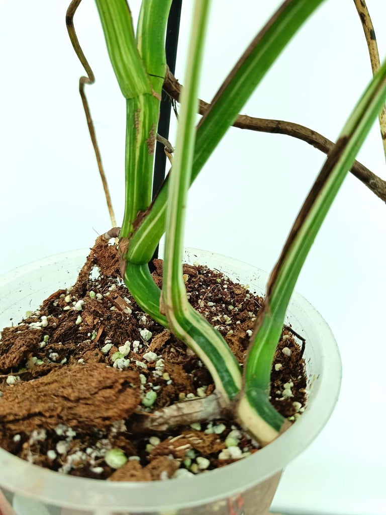 Monstera albo variegata