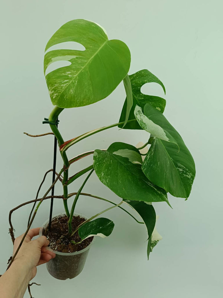 Monstera albo variegata