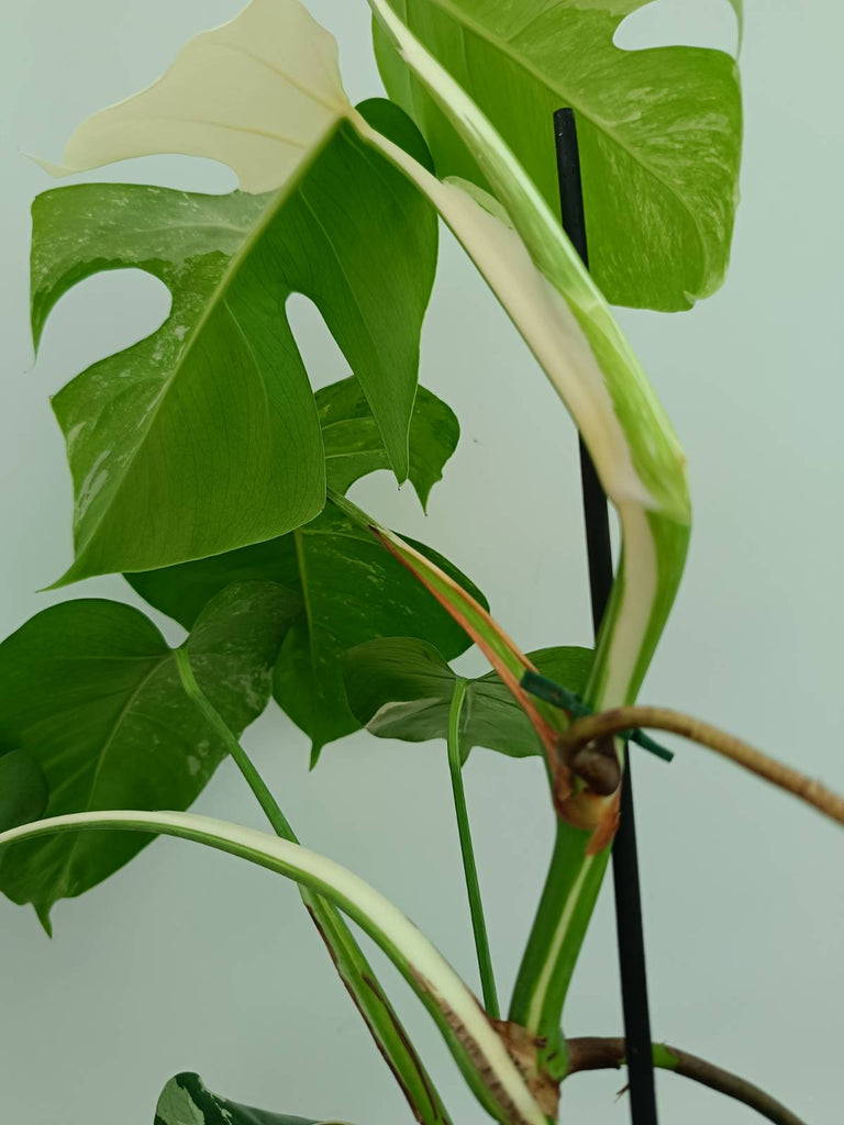 Monstera albo variegata