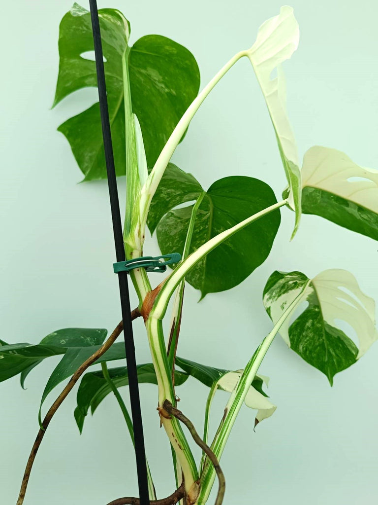 Monstera albo variegata