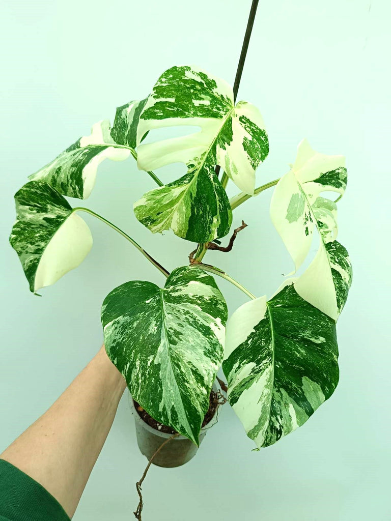 Monstera albo variegata