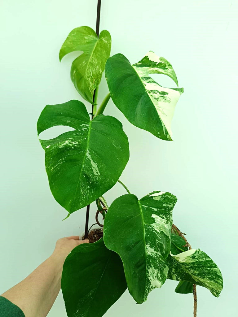 Monstera albo variegata