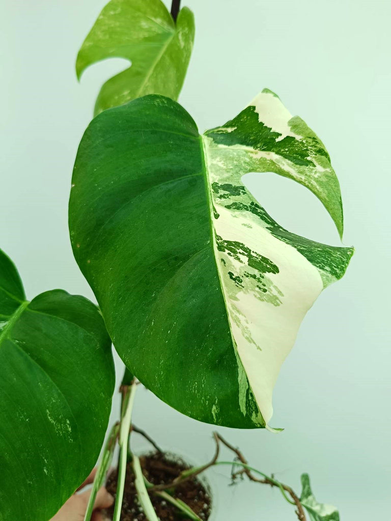 Monstera albo variegata