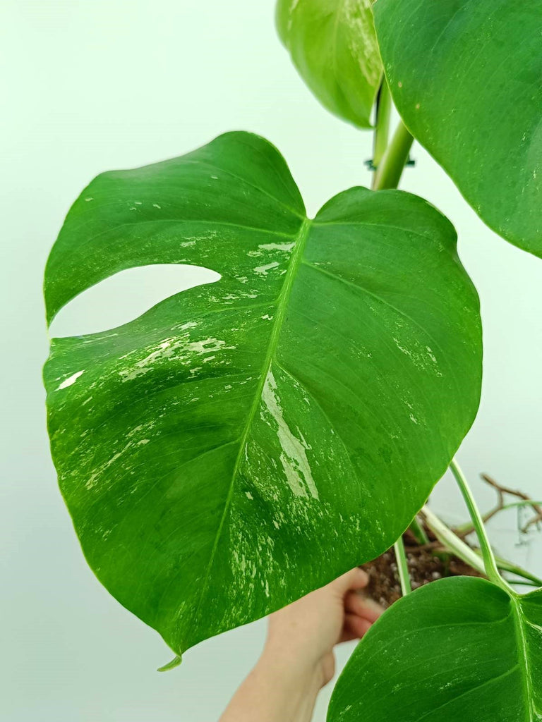 Monstera albo variegata