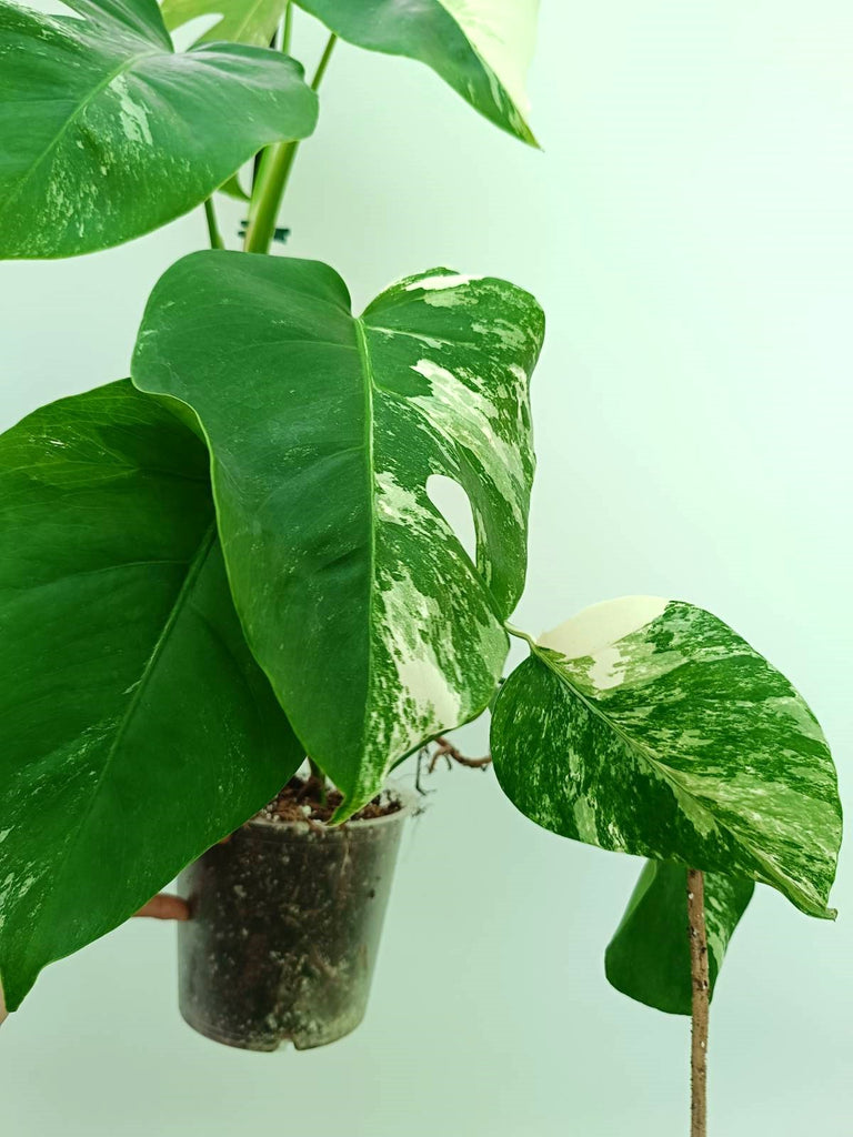 Monstera albo variegata