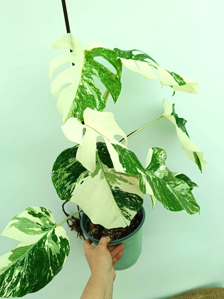 Monstera albo variegata