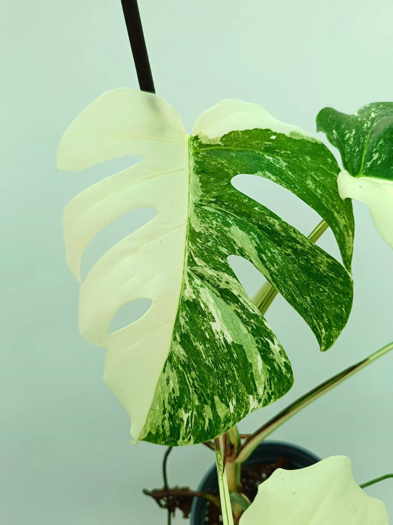 Monstera albo variegata