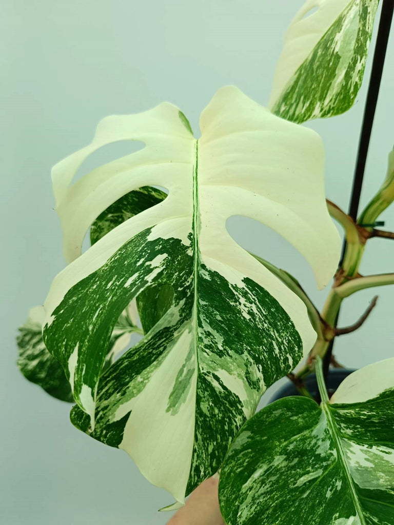 Monstera albo variegata