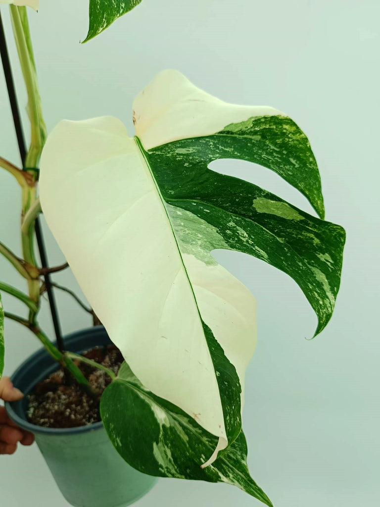 Monstera albo variegata