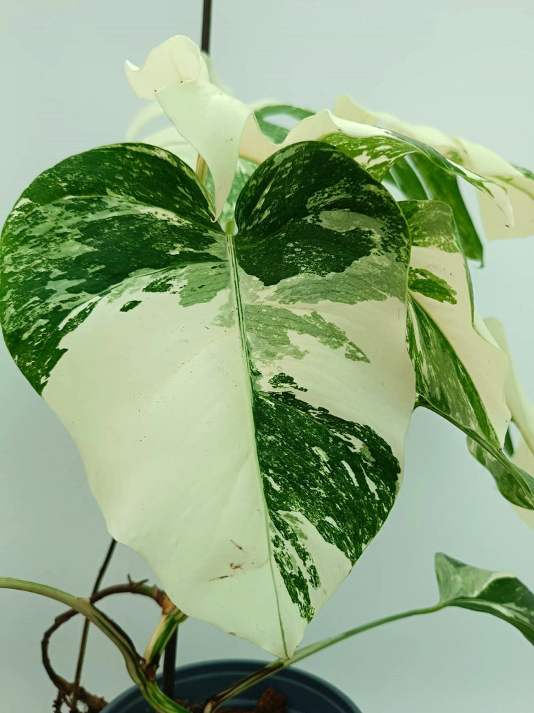 Monstera albo variegata