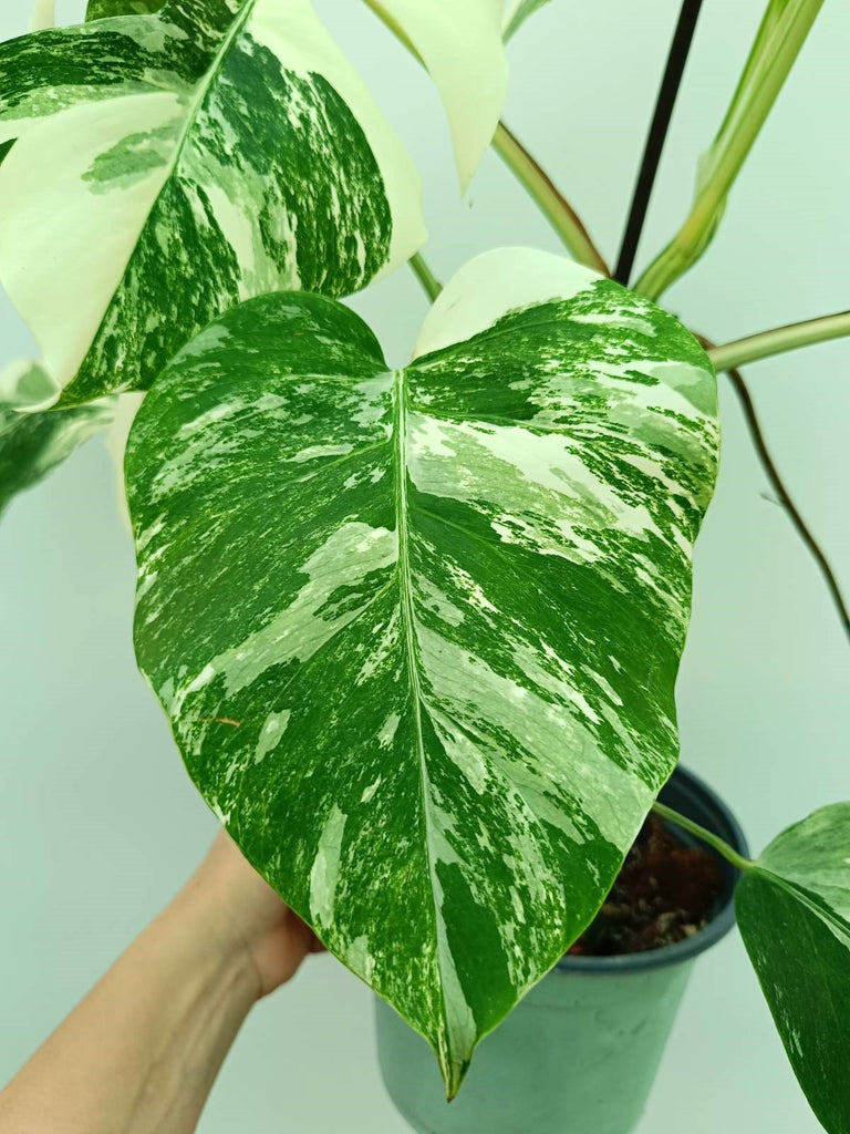 Monstera albo variegata