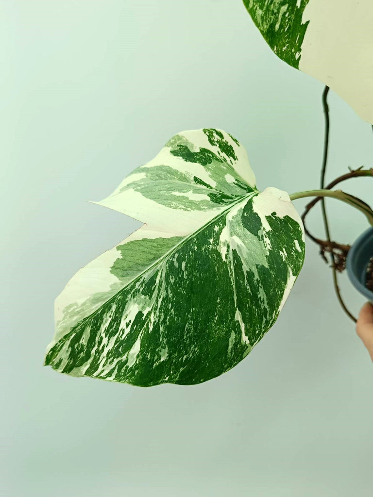 Monstera albo variegata