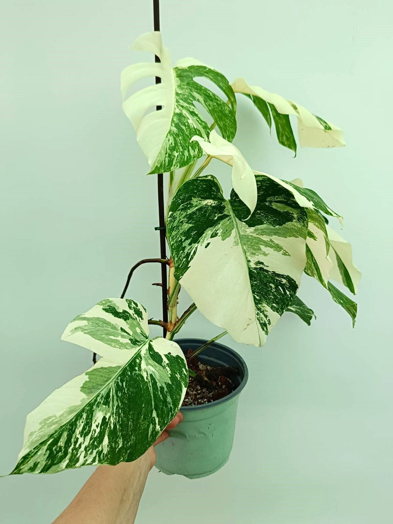 Monstera albo variegata