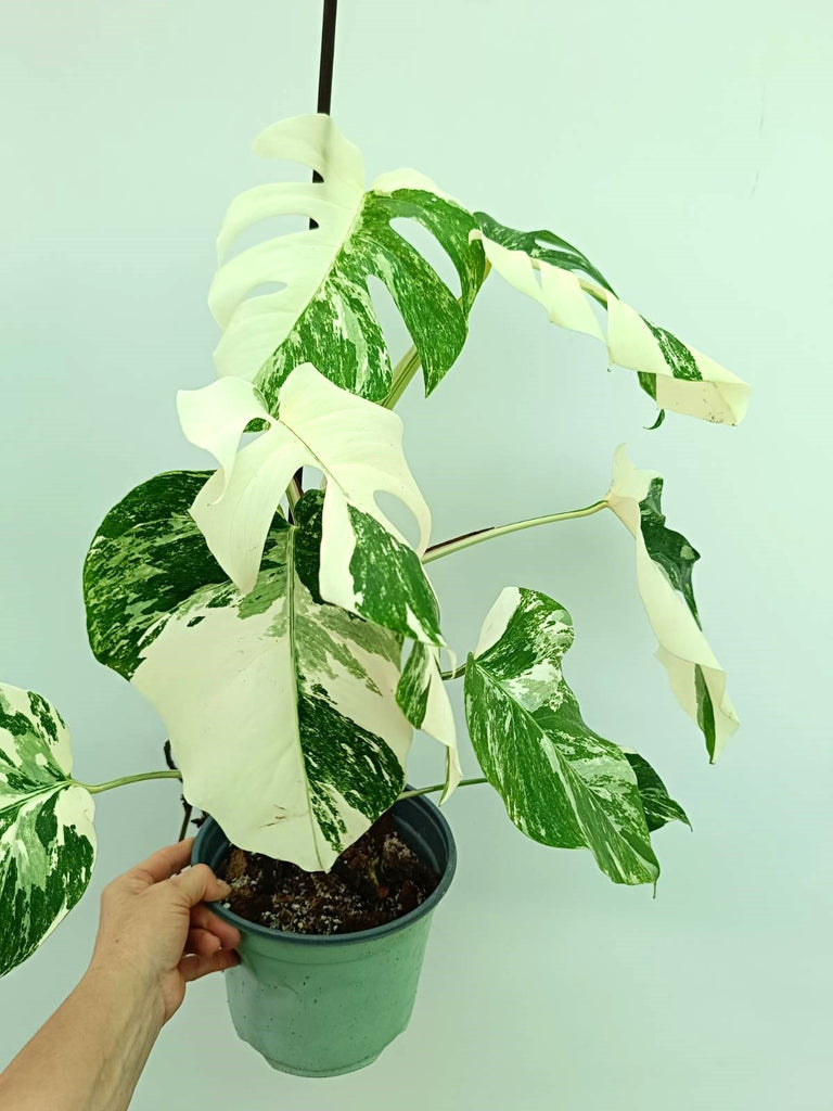 Monstera albo variegata