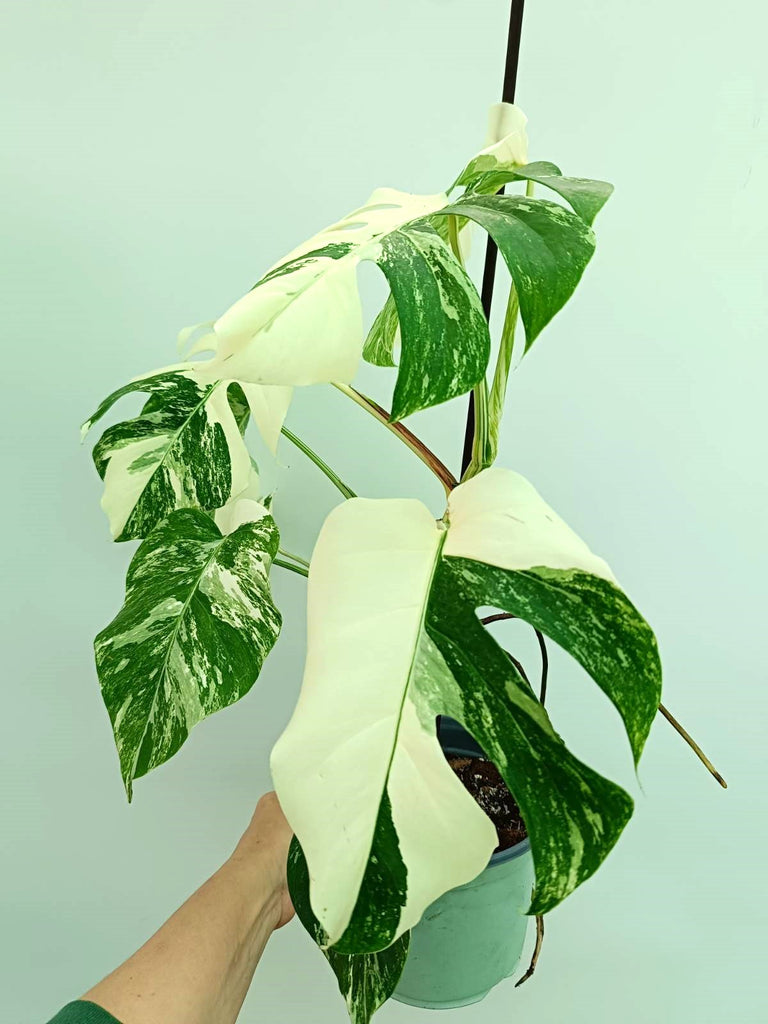 Monstera albo variegata