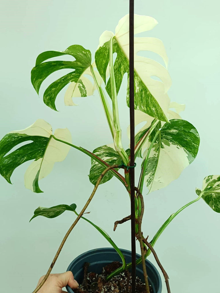 Monstera albo variegata