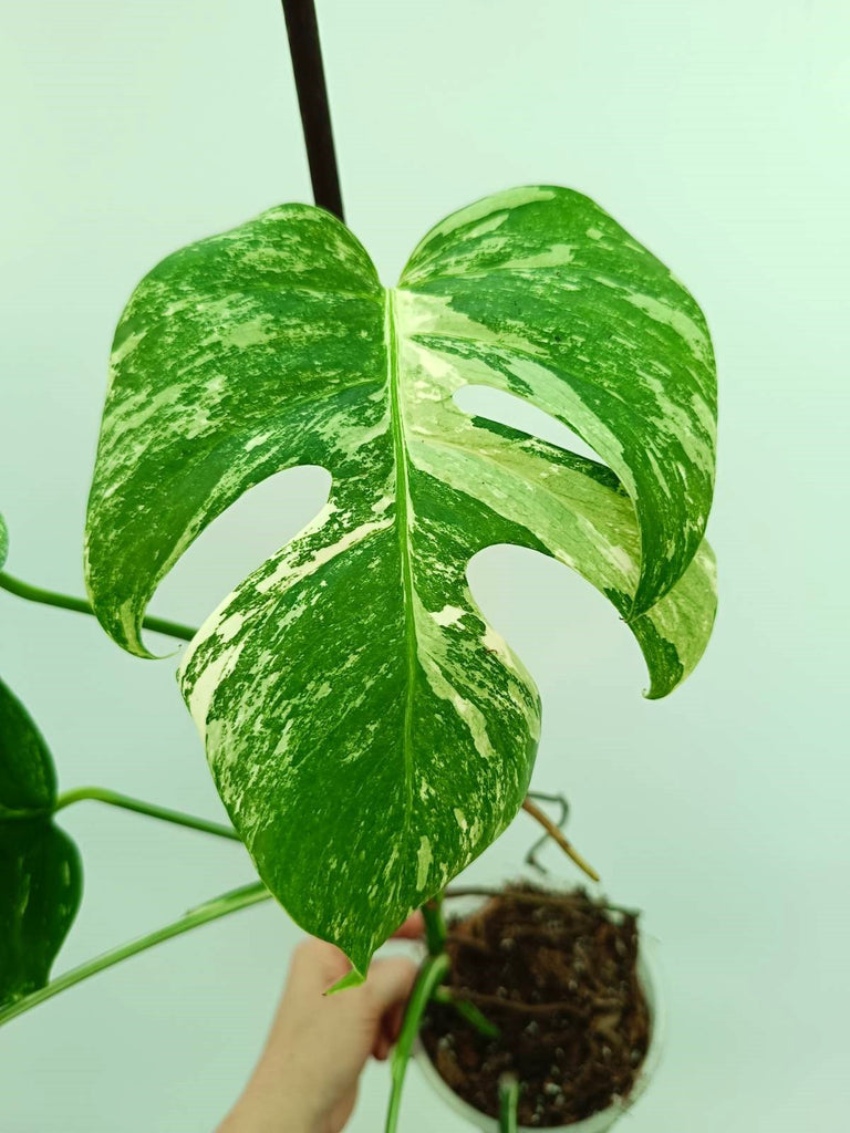 Monstera albo variegata