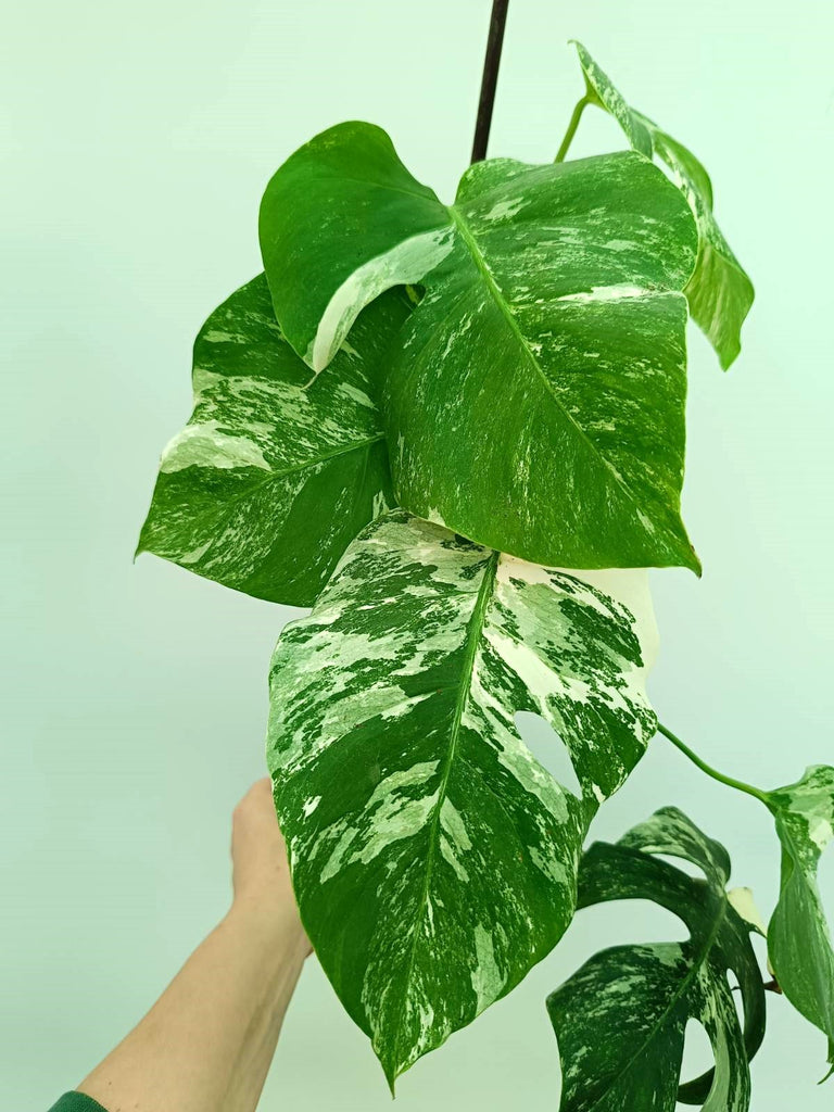 Monstera albo variegata