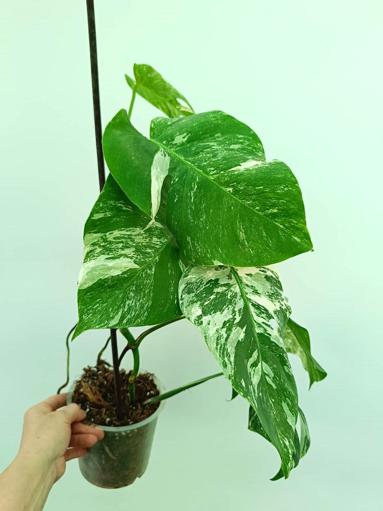 Monstera albo variegata