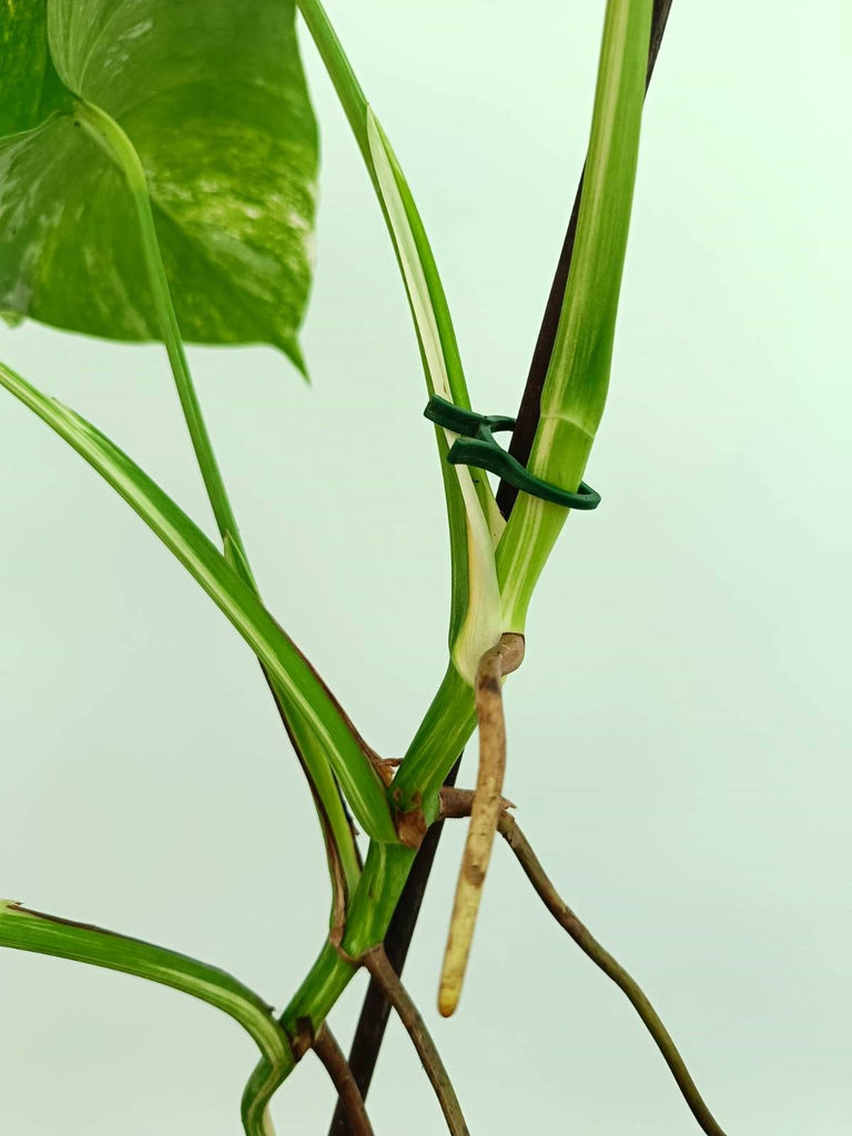 Monstera albo variegata