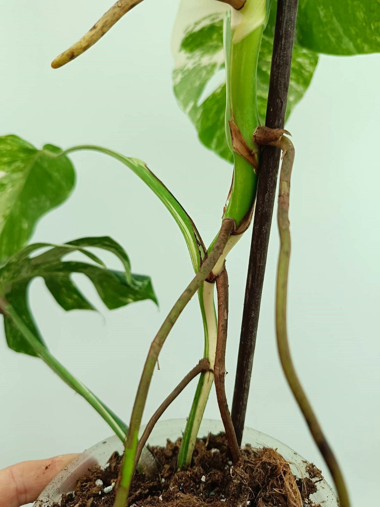 Monstera albo variegata