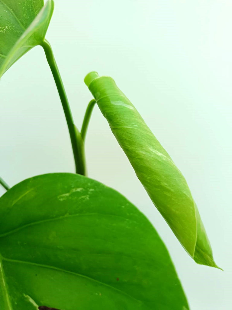 Monstera albo variegata