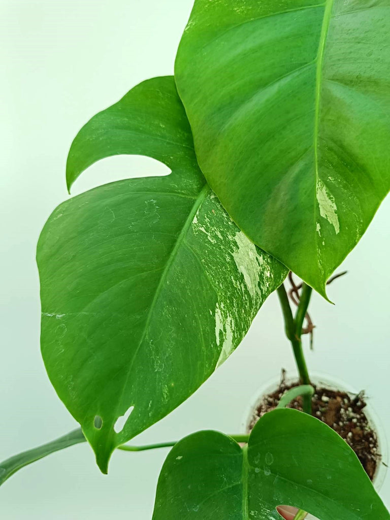 Monstera albo variegata