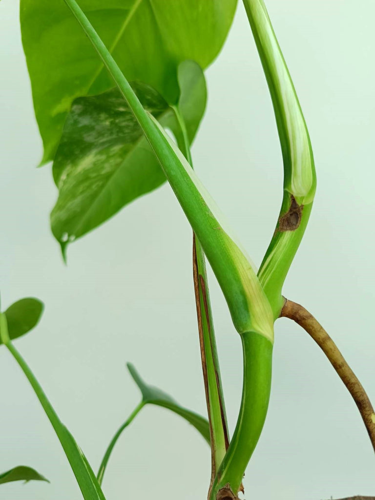 Monstera albo variegata