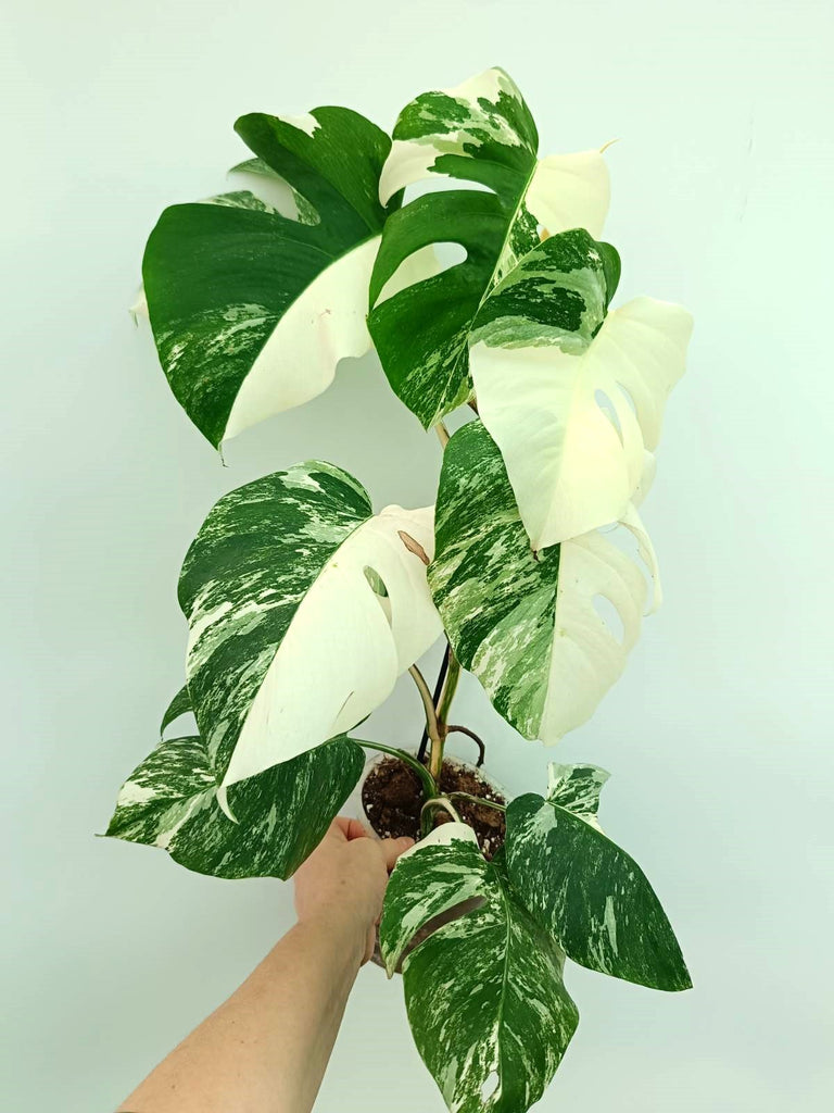 Monstera albo variegata