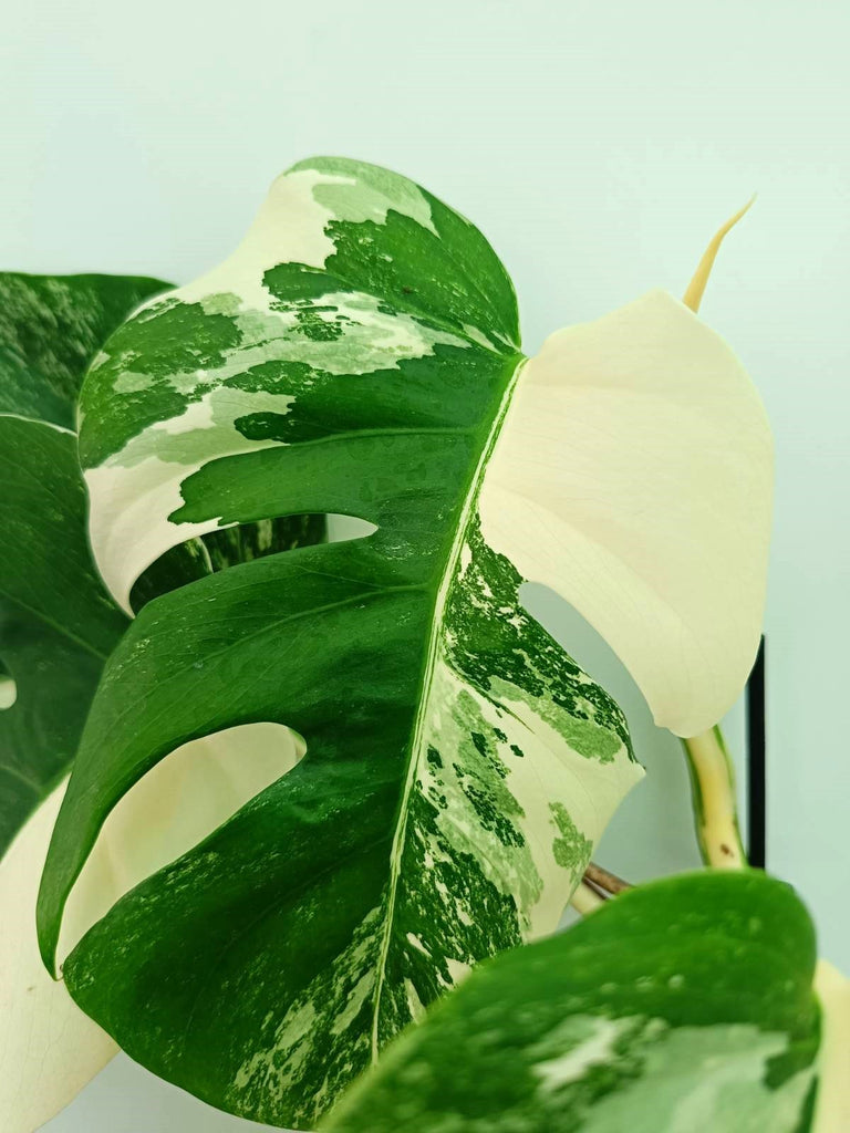 Monstera albo variegata