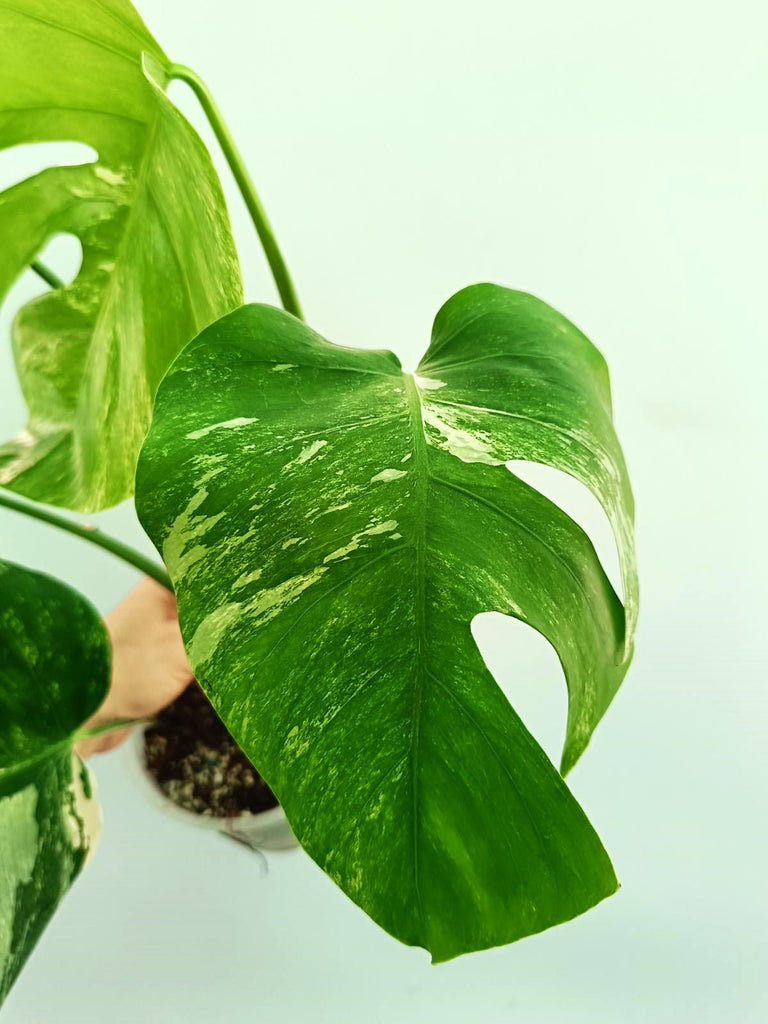 Monstera albo variegata