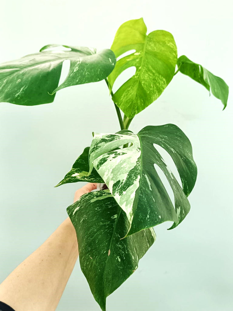 Monstera albo variegata